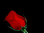 For you xxx